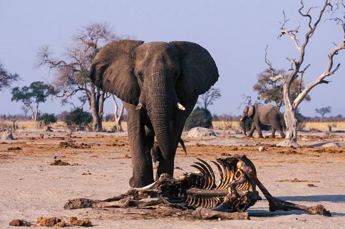 死んでる象 謎の「象の大量死」が続く、確認された死骸は350頭超 - GIGAZINE