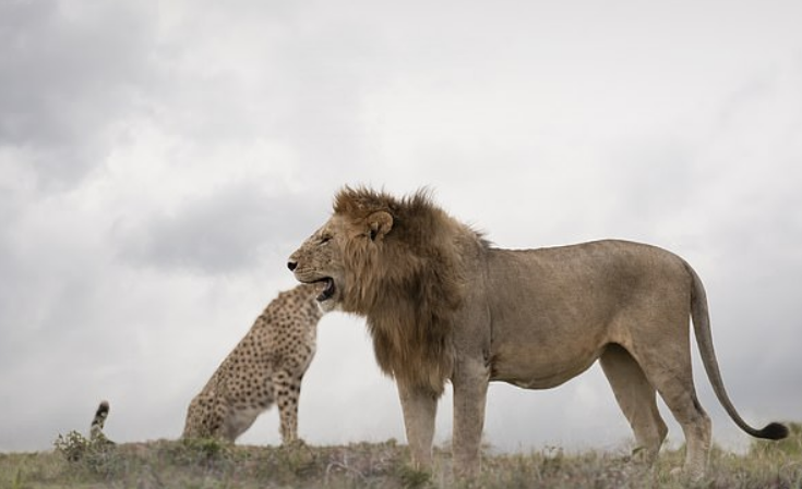 多くの人を驚かせた写真、ライオンがチーターの頭を食べている