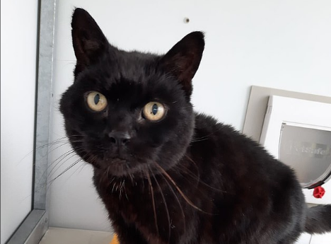 Un chat perdu retrouvé 13 ans après sa disparition grâce à