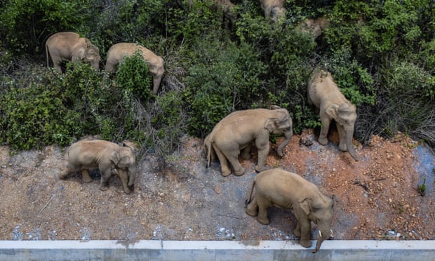 mister-ne-amboseli-gjenden-dhjetera-elefante-te-ngordhur