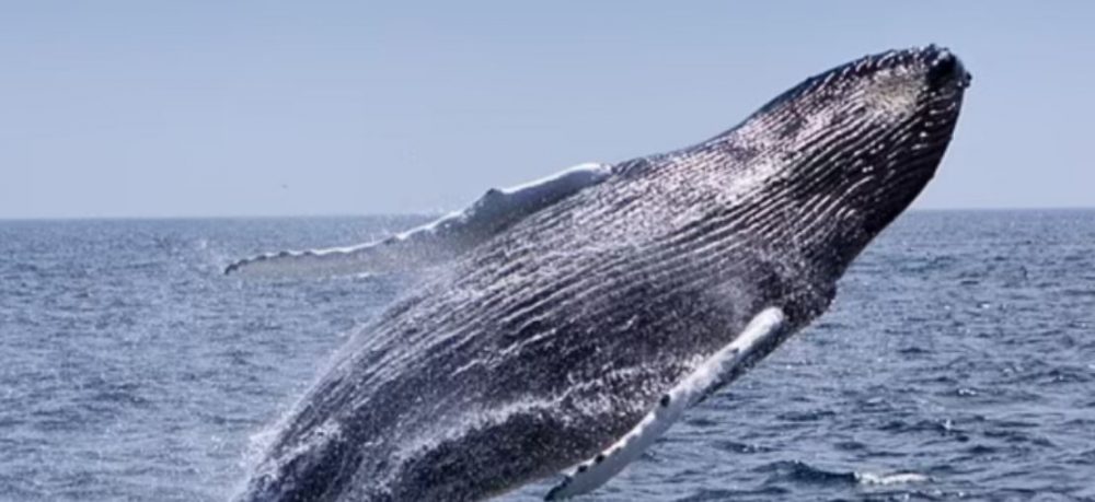 Si në filma, 56-vjeçari u gëlltit nga balena dhe doli i gjallë nga barku i saj - Gazeta Express