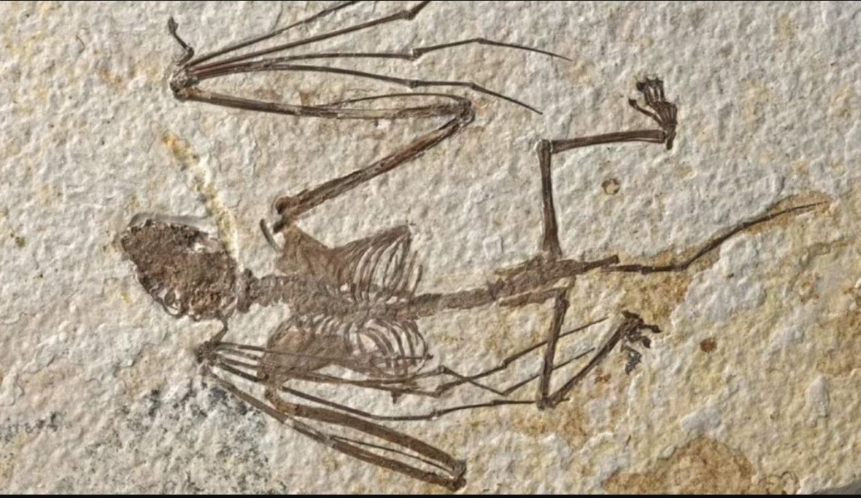 52 天然化石 50万年前のコウモリの化石発見 - ガゼータ・エクスプレス