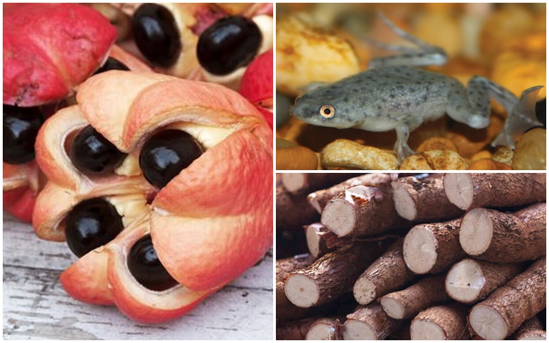 5 Ushqimet Që Nuk Duhet T I Provoni Kurrë Gazeta Express