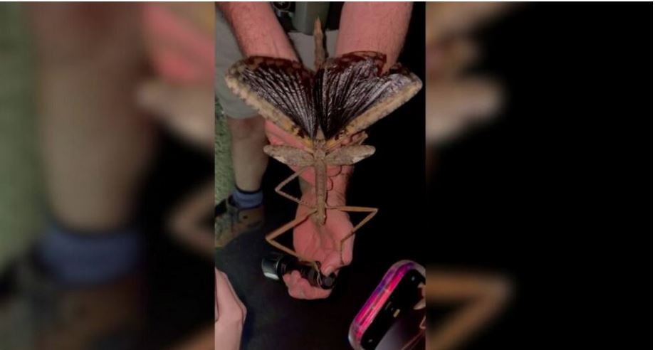 標本 Australia Themognatha fortnumi 29mm DSC09813-min_600x.jpg?v=1627398763