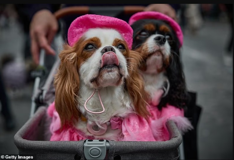 veshja-si-fur-babies-mund-t-u-shkaktojne-kafsheve-me-shume-vuajtje-sesa-dobi-paralajmerojne-veterineret