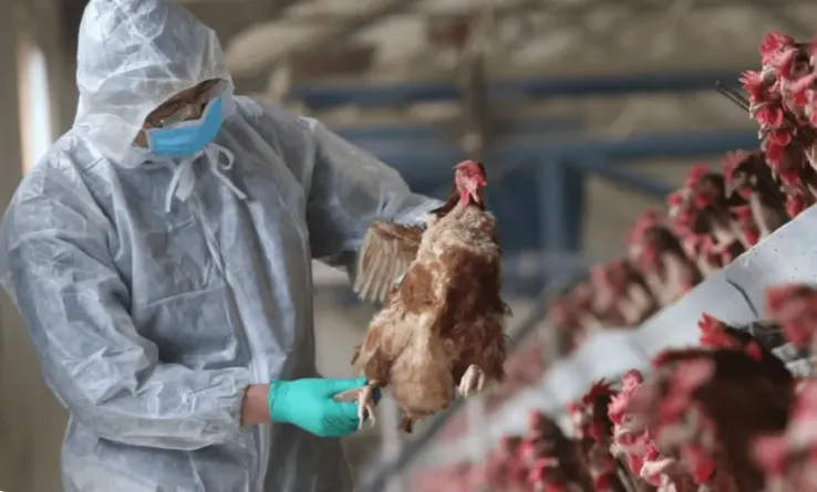 auv-heq-nje-pjese-te-ndalimit-te-importit-te-shpezeve-nga-gjermania