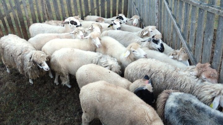 AUV kthen në Shqipëri 485 dele dhe 25 qingja të ndaluara në territorin e Kosovës