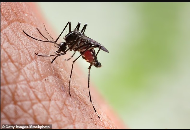 zyrtaret-ndezin-alarmin-pas-shperthimit-te-ethet-e-lugines-se-rift-it-ne-afriken-perendimore-42-viktima-dhe-frike-per-pandemi-te-re