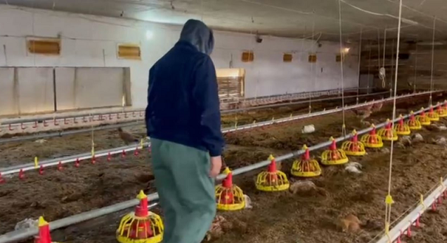 deme-te-medha-nga-reshjet-e-shiut-fermeri-nga-shqiperia-me-jane-mbytur-700-pula-ekonomia-e-familjes-varet-nga-ky-biznes