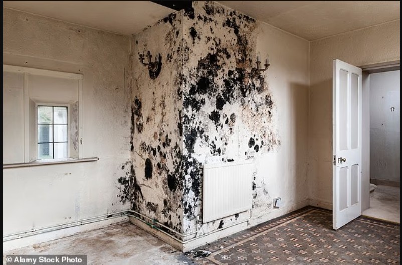 Myku toksik në shtëpi dhe rreziku për shëndetin e mushkërive