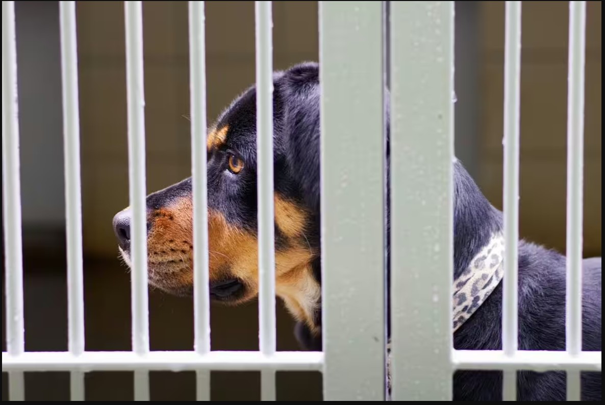Kombinimi i papritur i Rottweiler dhe Qenit Gjerman çudit adhuruesit e qenve
