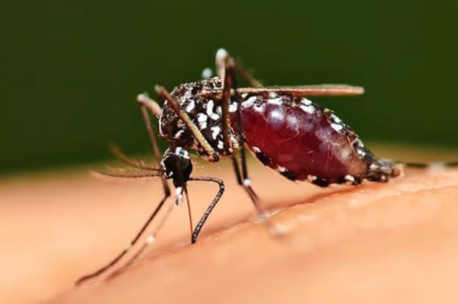 infektologu-gashi-malaria-mund-te-jete-fatale-rastet-ne-kosove-jane-te-importuara