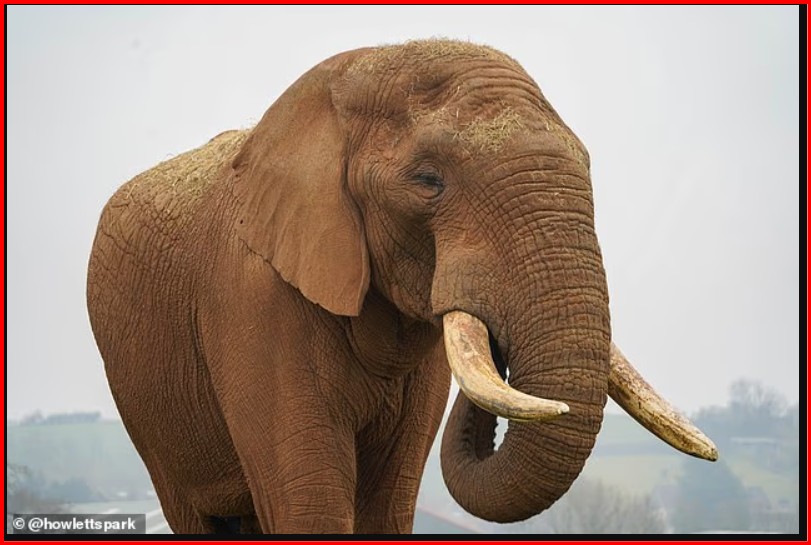Jumbo